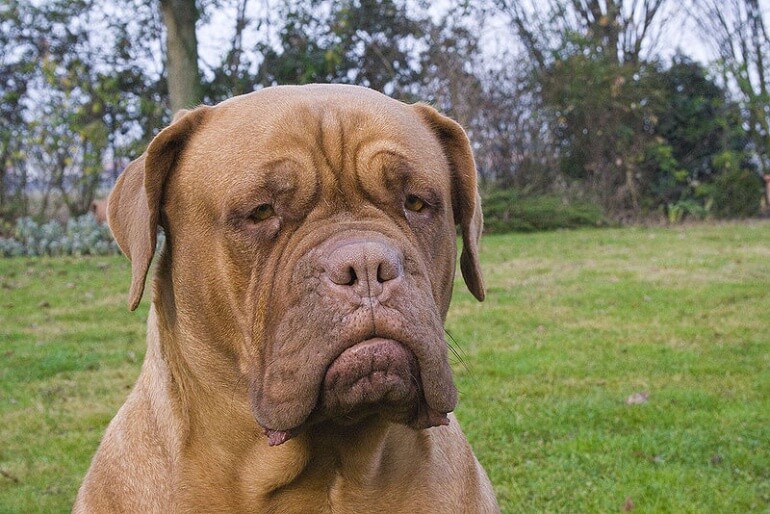 800px-Dogue_de_Bordeaux_serious