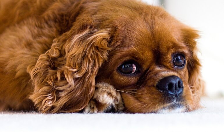 King Charles Spaniel