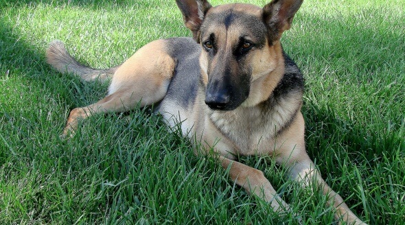 German Shepherd