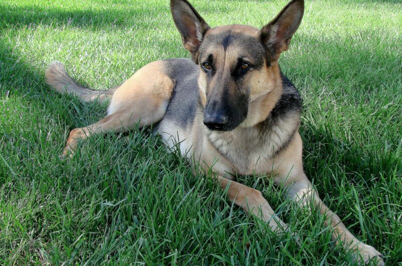 German Shepherd