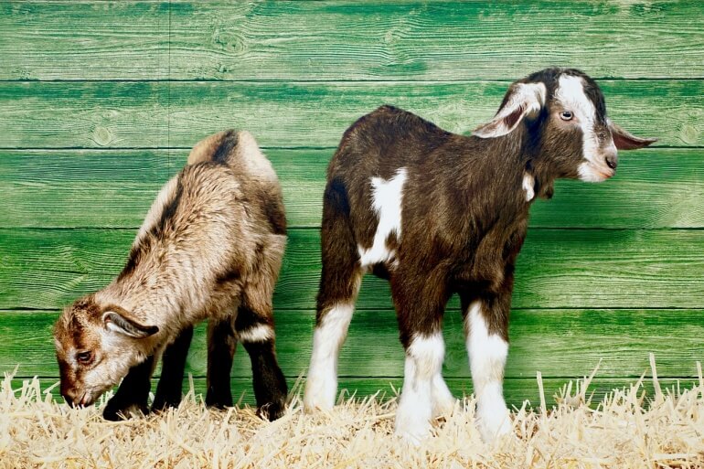 Baby goats CC0