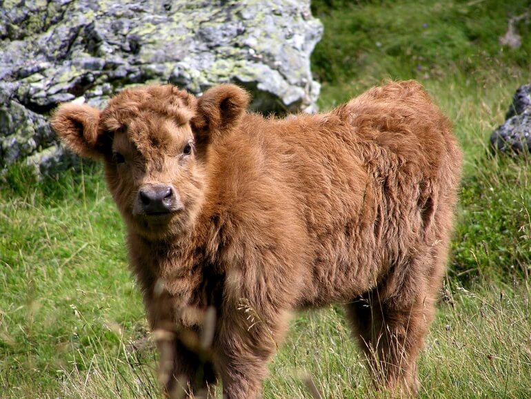 Highland cow CC0