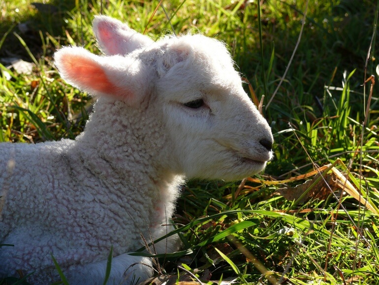 Lamb CC0