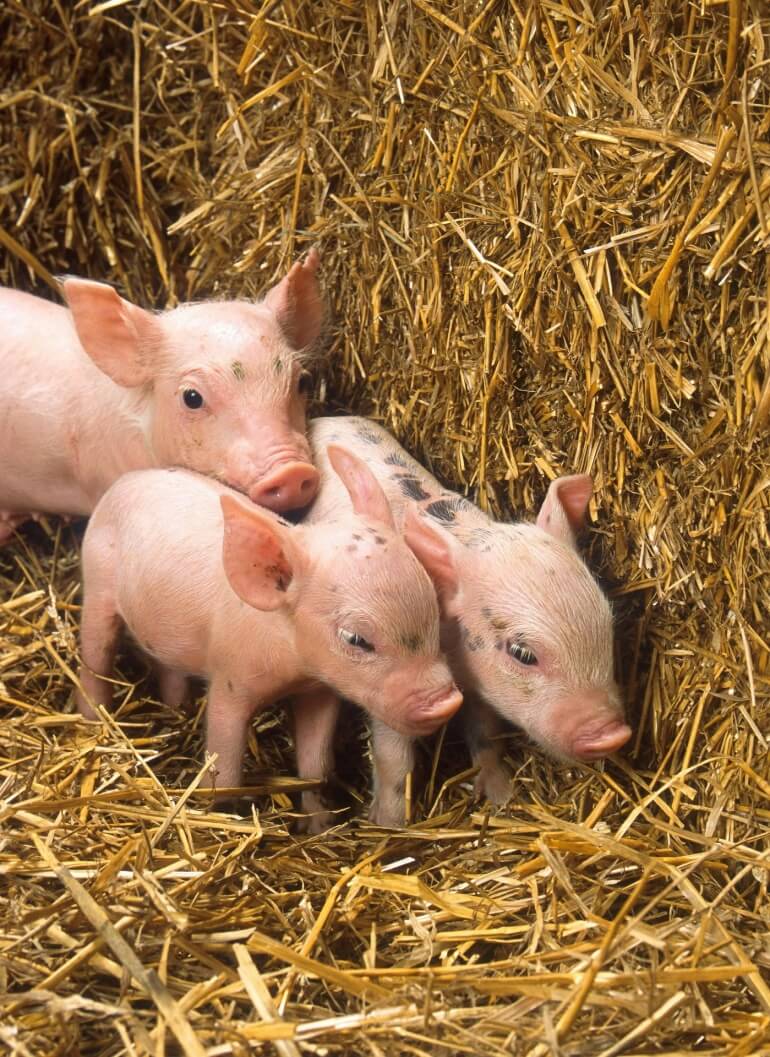 Piglets CC0