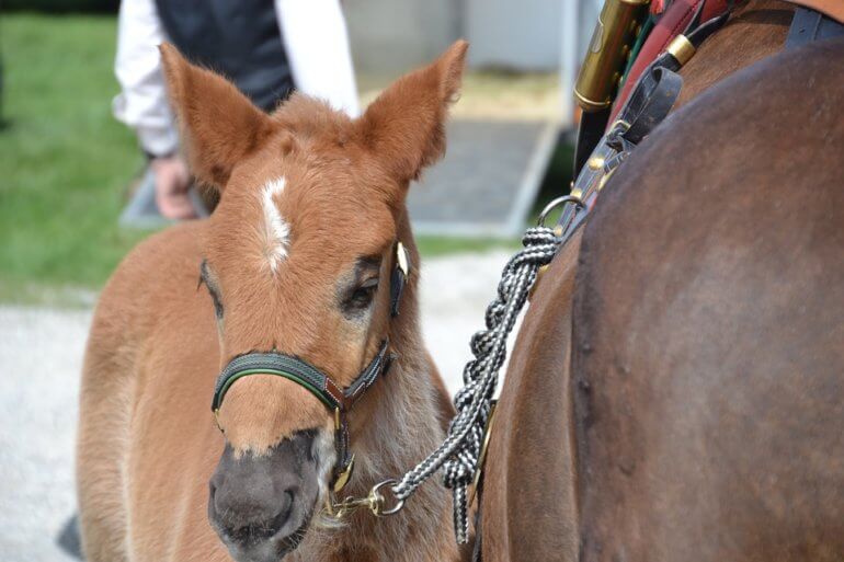 baby horse