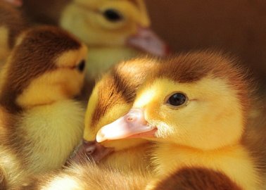 PETA’s Foie Gras Campaign Highlights From Over the Years