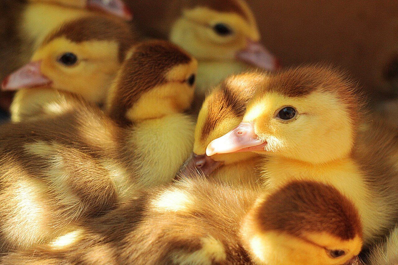 Ducklings CC0