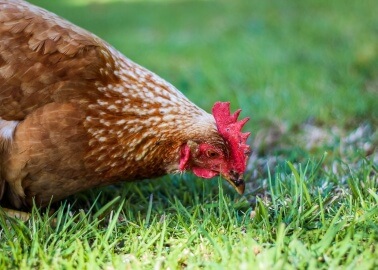 21 Surprising Facts About Chickens