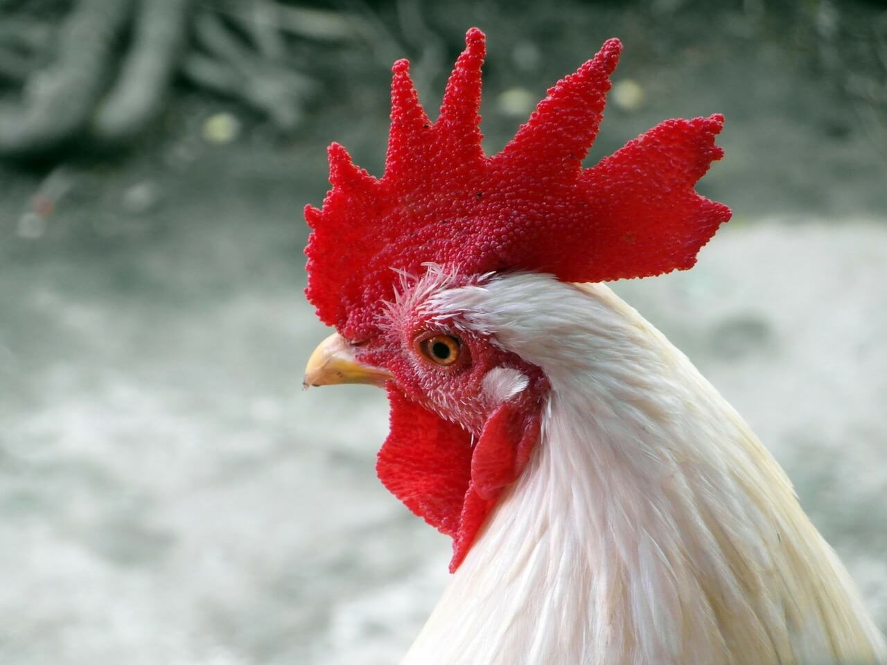 Chicken lone rooster