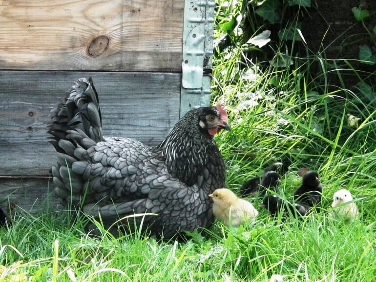 Chicken mother hen CC0