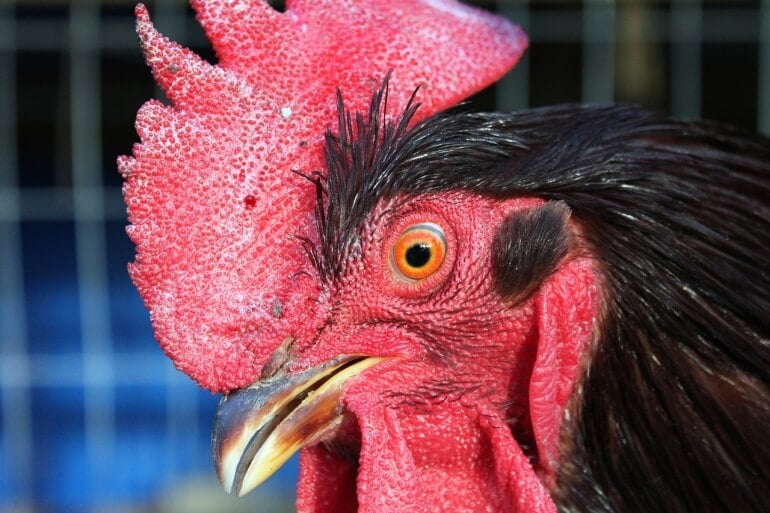 Chicken rooster face CC0