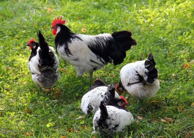 Victory! Plans for Monstrous Chicken Farm Near York Are Rejected