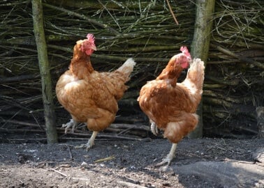 Villagers and Activists Unite to Get Chicken Factory Farm Plan Rejected in Nottinghamshire