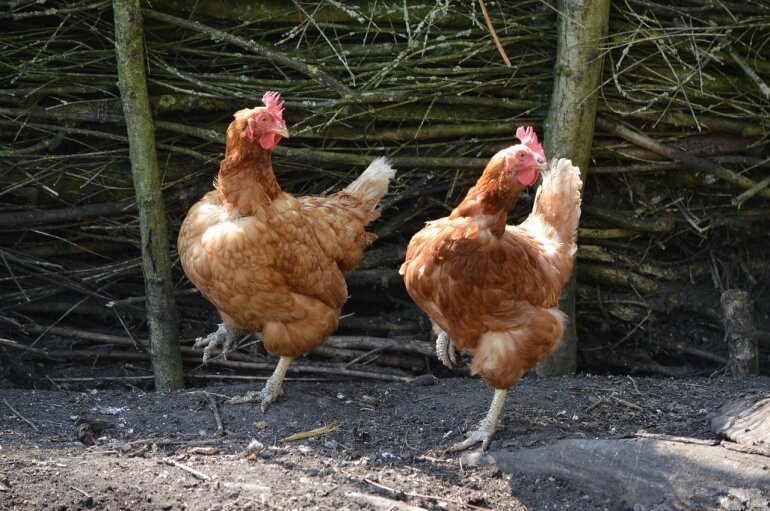 Dancing chickens CC0