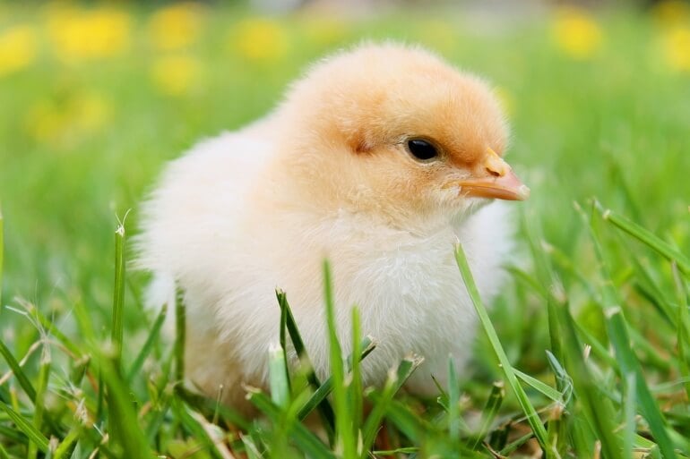 Fluffy chick CC0