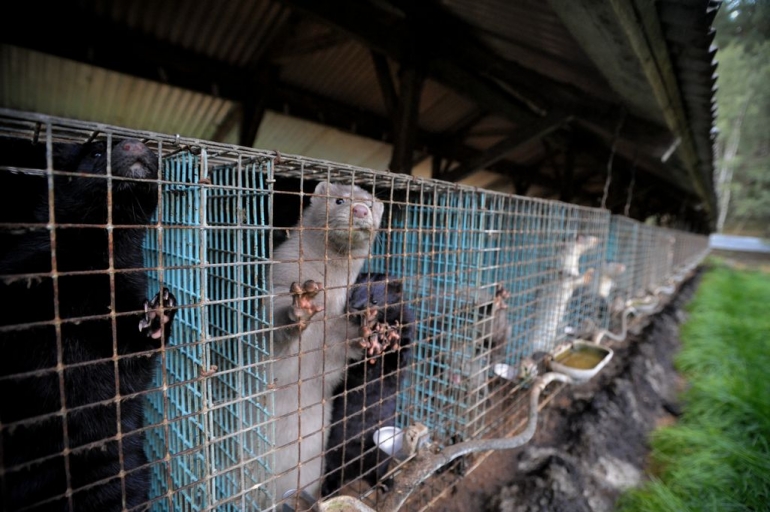 Mink Fur Farm