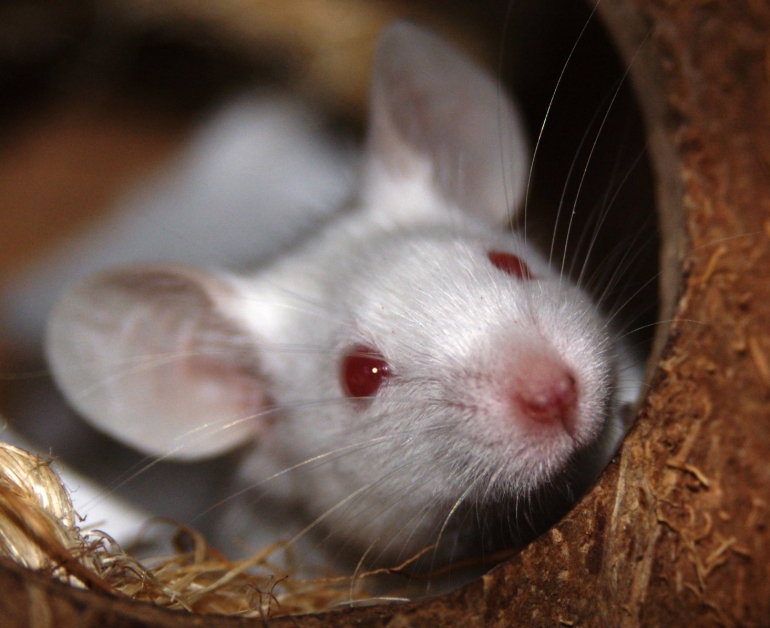 Cute White Mouse