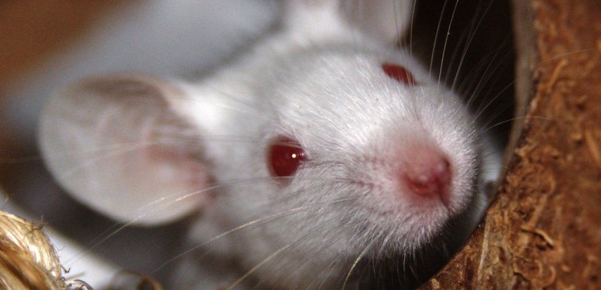 STOP the Torturous Use of Animals in Experiments