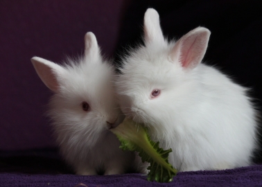 GOOD NEWS: After Receiving Hundreds of Phone Calls, The Kooples Ditches Angora