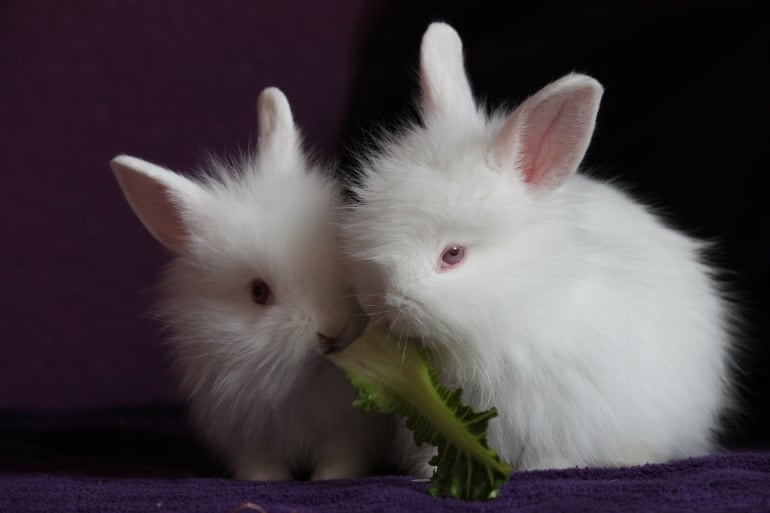 Two white rabbits