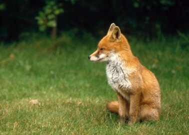 PETA’s Foxy Ladies Take to the Ice