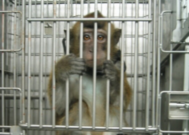Terrified Monkey Returns From Wasteful Trip to Space – PETA Comments
