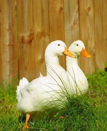 Two White Ducks (Quackers and Crackers)