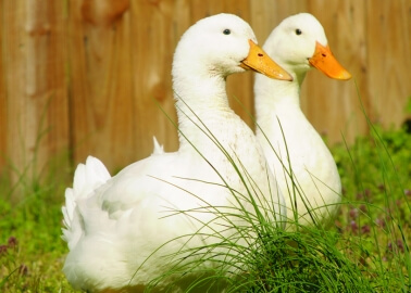 Fur Farming and Foie Gras Force-Feeding Banned by Flemish Government