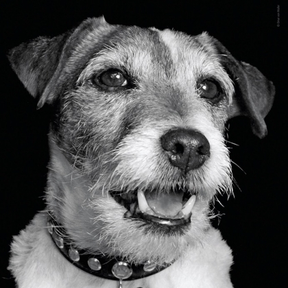 Uggie: I’m Uggie And I Was Adopted