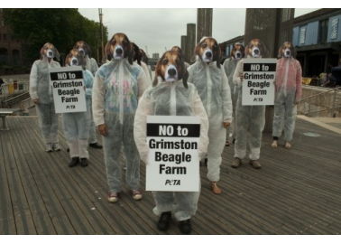 Beagles Protest Lab Supplier’s Dog-Breeding