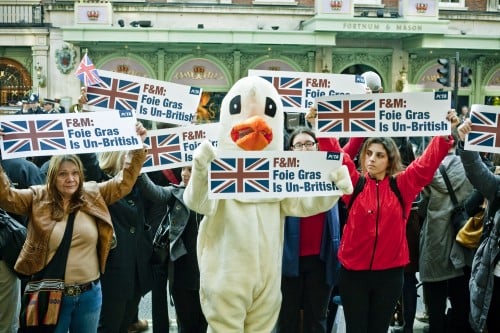 PETA's goose and activists welcoming the Queen