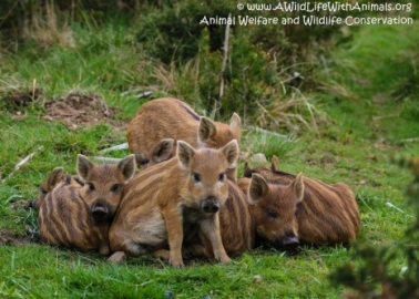 PETA Founder Rings the Bell for Wild Boar