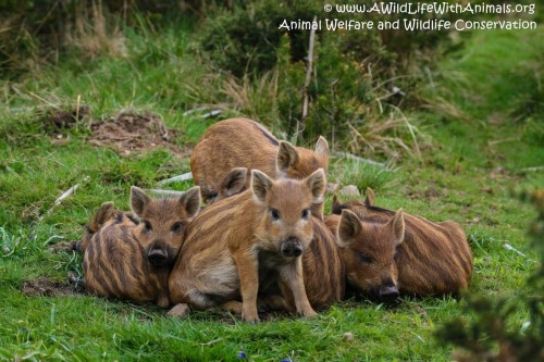 Forest of Dean Wild Boar