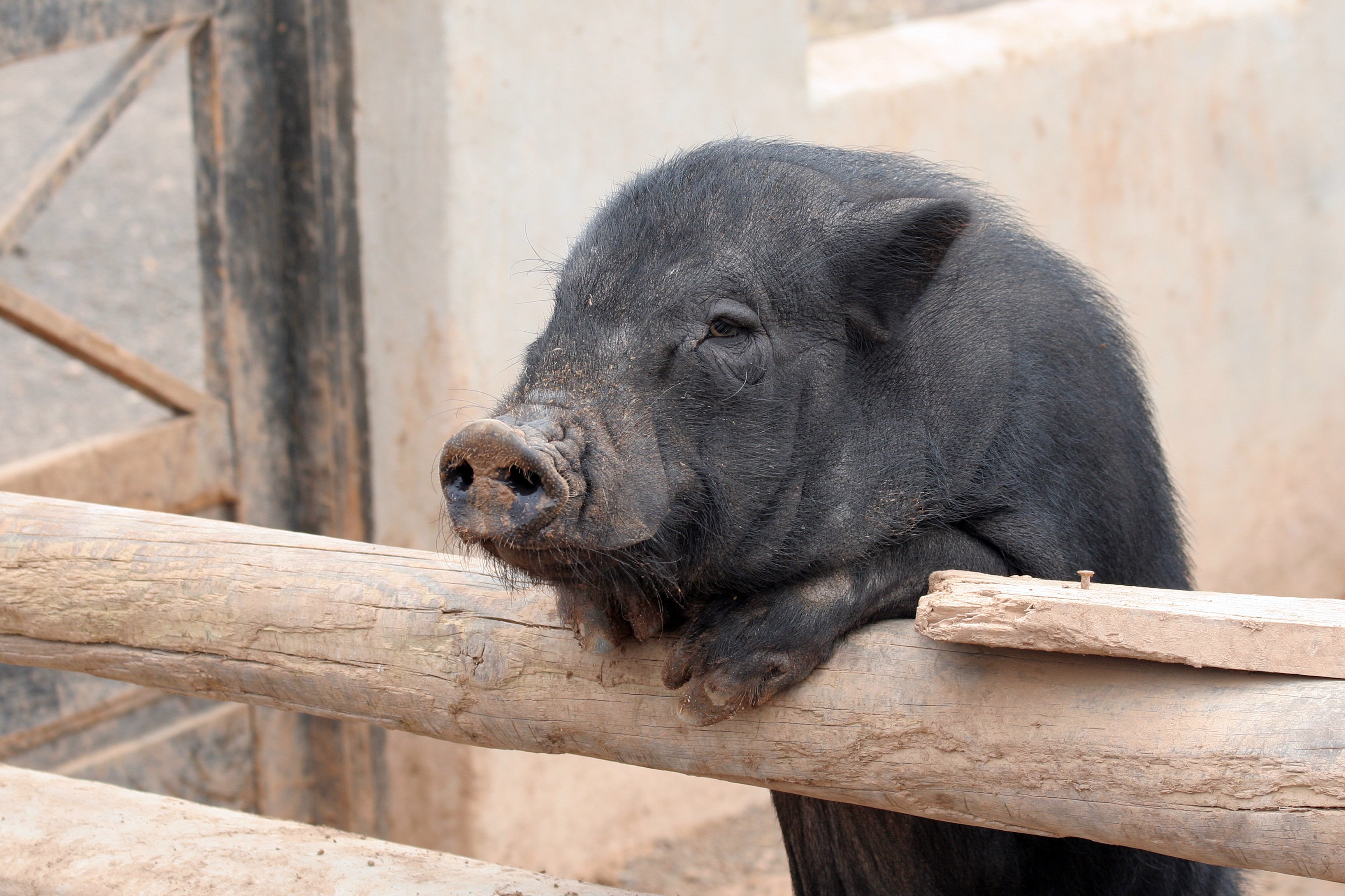 Pig and Gate