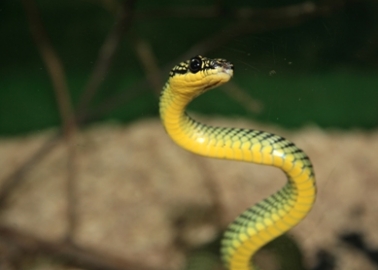 Happy Year of the Snake – 10 Intriguing Snake Facts