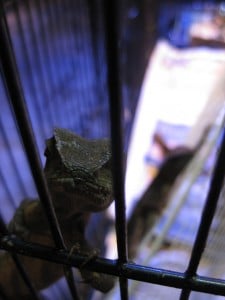 Lizard in cage