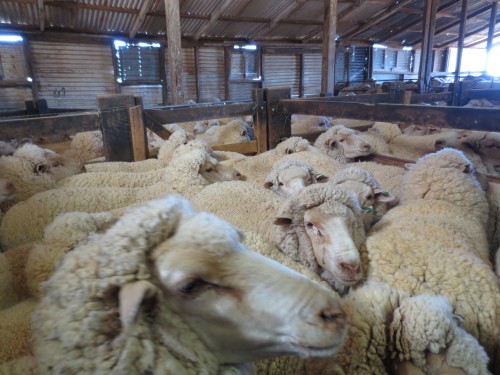 2013-11-01_12_Ewes inside catching pen 2_IMG_0680