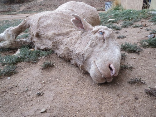 2014-03-30_08_Close up of dead sheep outside shed after work_IMG_0038