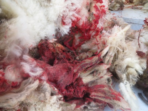 2014-04-20_07_Bloody wool from sheep Matt stitched in V01_IMG_0090