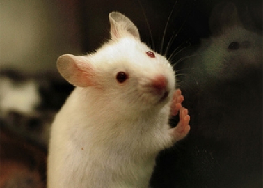 Relief in Sight for Animals in Chinese Laboratories