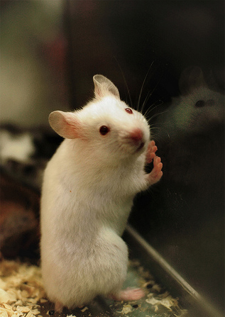 White Mouse