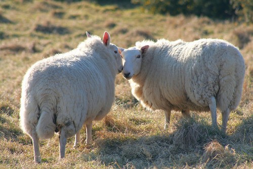 Paul O'Grady to Lord Mayor: Please Don't Herd Sheep Across London Bridge