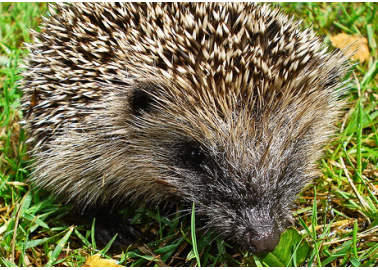 How and Why to Show Hedgehogs Some Springtime Love
