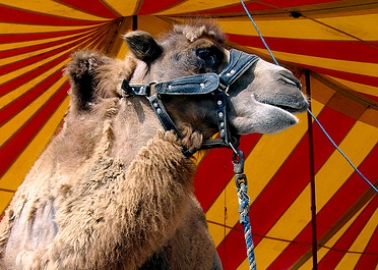 Bravo, Belgium! Country on Track to Ban Circuses That Use Wild Animals