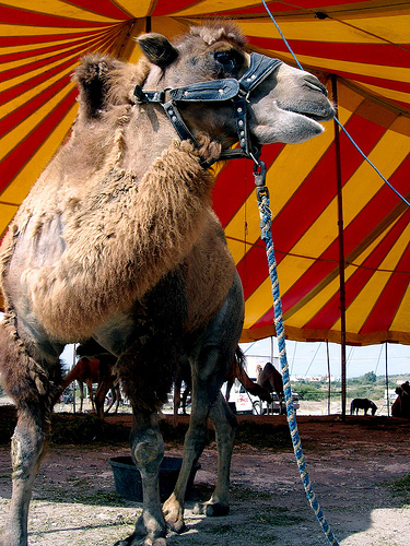 PETA Circus Camel