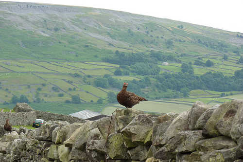 Grouse on a wall