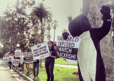 ‘Blackfish’ Still Making Waves: BAFTAs, Celebrities, Demos and More