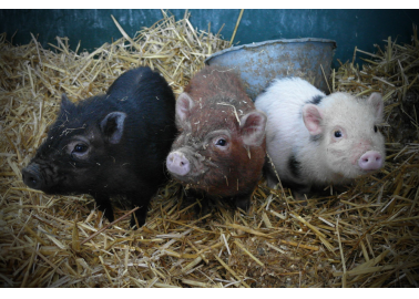 10 Things You Never Knew About Pigs (With Photos)