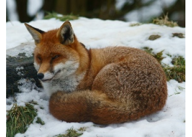 10 Fascinating Facts About Foxes (With Photos)
