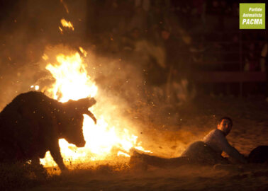 Sadistic ‘Fire Bull’ Festival Cancelled Because of COVID-19
